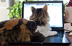 AT&T and Verizon: Data Caps On Home Internet Service Are Great For Everyone (Especially Us) [telecom]  |  By Kate Cox September 24, 2014 Verizon and AT&T are big players (and getting...