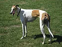 Will pet friendly motion detector work with my dog? | &laquo; previous thread