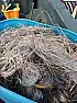 Suspected copper thieves cut down 250 feet of AT&T cable [telecom]  |  By Hal Scheurich Three weeks after the crime, the Baldwin County Sheriff's...
