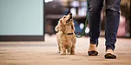 A Dog Walking App Accidentally Leaked People's Home Lock Codes [telecom]  | next thread &raquo;