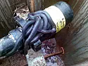 What you don't want to see in a telco pit [TELECOM] |  Snakes on a plane?,...