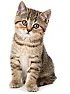 Lawyer's Zoom hearing is a purr-fect storm tech glitch [telecom]  | &laquo; previous thread