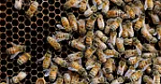 The Hive / Can Thousands of Wikipedians be Wrong? | next thread &raquo;