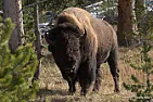 Do Bison Need More Bandwidth? Yellowstone And CenturyLink Think So [telecom]  |  Yellowstone National Park is located in the Northwest portion of the United...